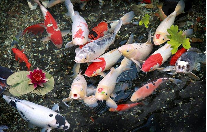 Mơ thấy cá đánh số mấy