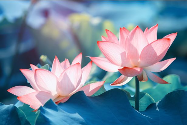 Ý nghĩa giấc mơ thấy hoa sen Y nghia giac mo thay hoa sen