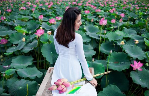 Mơ thấy sen nên đánh con gì Mo thay sen nen danh con gi