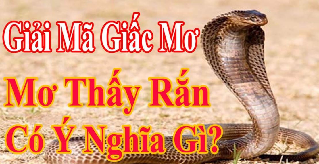 Ý nghĩa diềm báo giấc mơ thấy rắn tốt hay xấu Y nghia diem bao giac mo thay ran tot hay xau