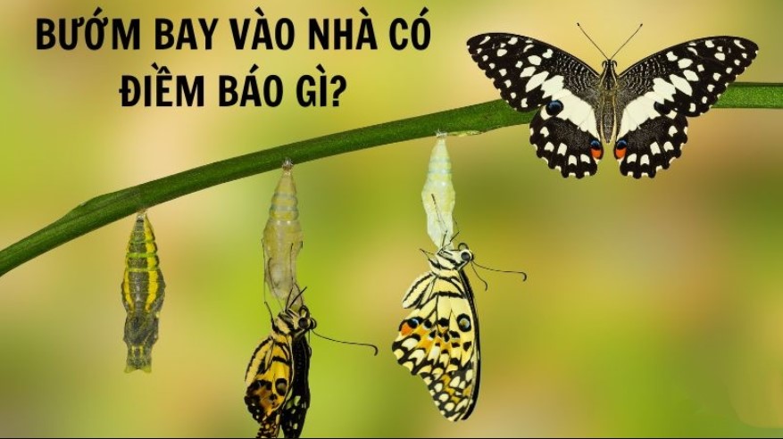 Bướm bay vào nhà là điềm gì? Nên đánh con số may mắn nào?